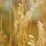 Semtlerin Sound’larına Romantik Bir Bakış